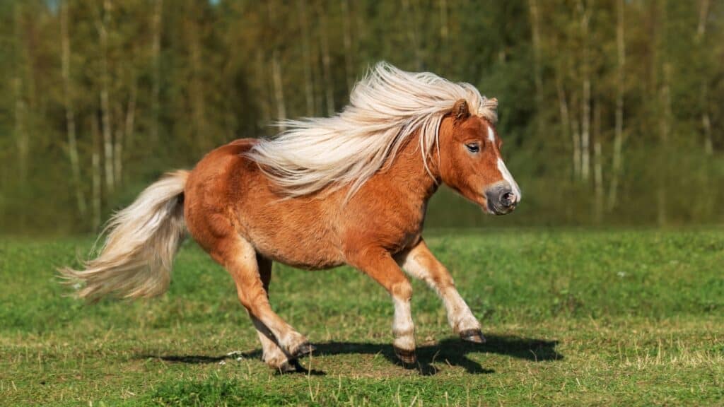 Pony. 