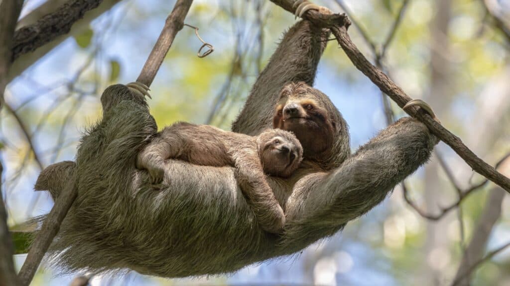 Sloth. 