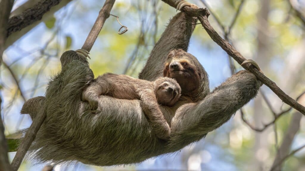 Sloth.