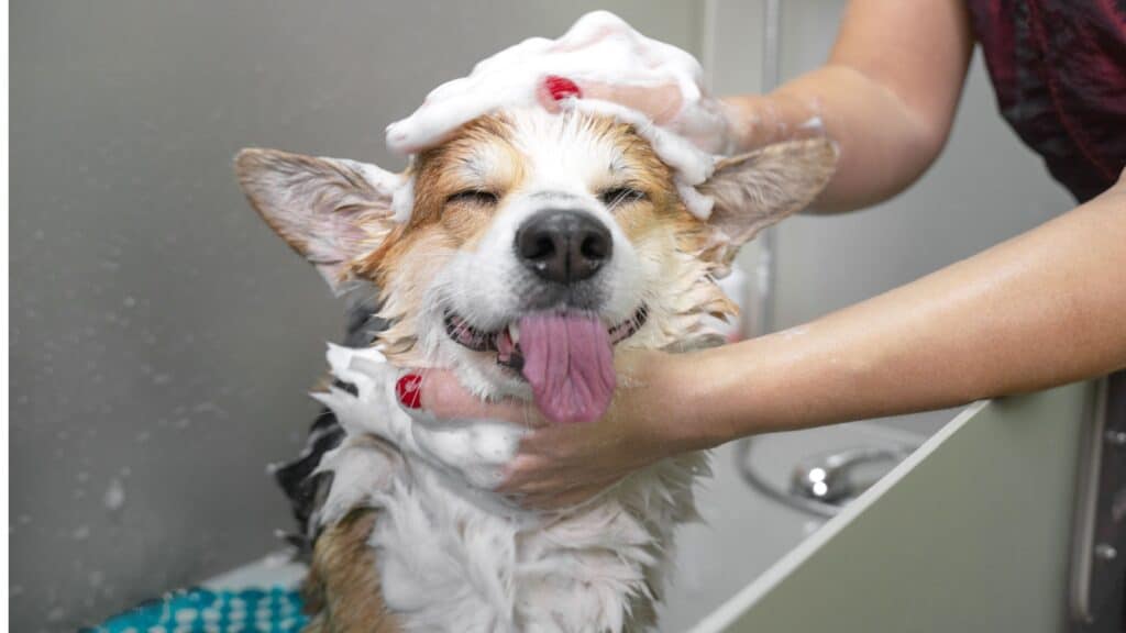 Washing dog. 