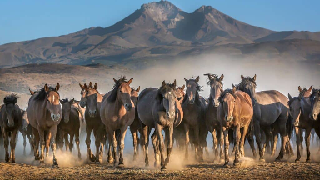 Wild horses.