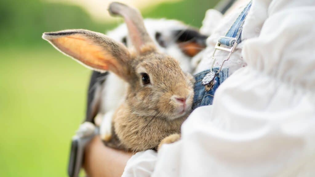 Woodstock rabbit.