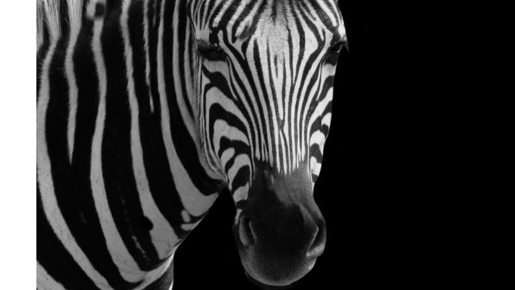 Zebra. 