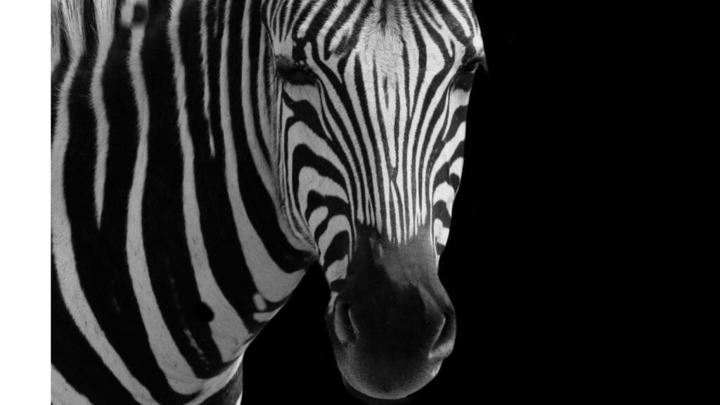Zebra.