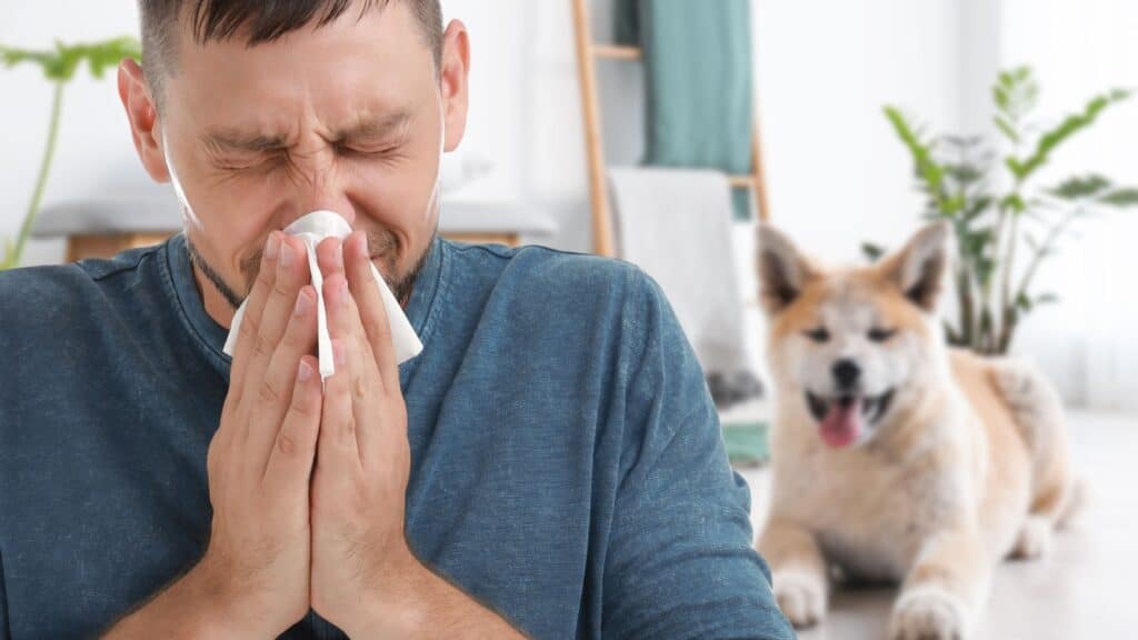 allergy, man sneezing. 