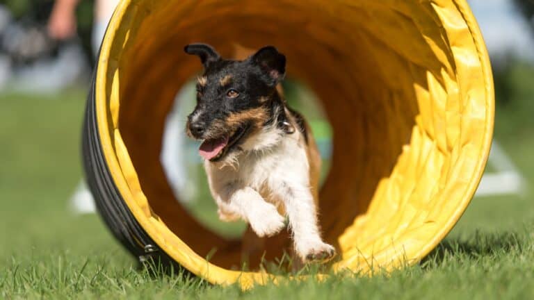 dog agility.