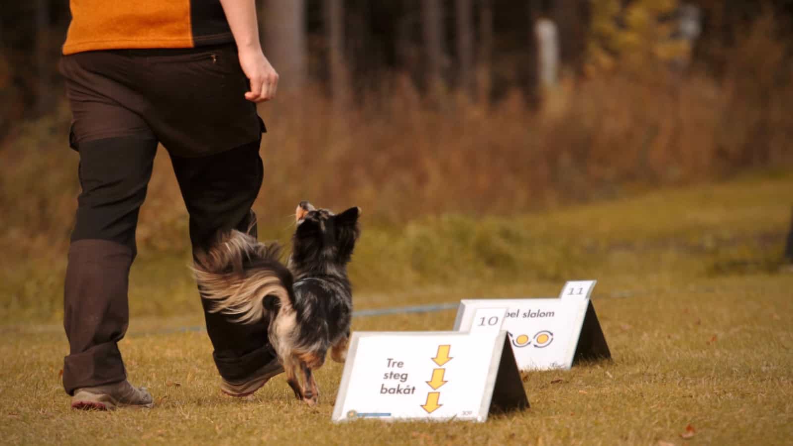 Loaded Dog Rally Performance Sports To Do With Your Dog - The Queen Zone