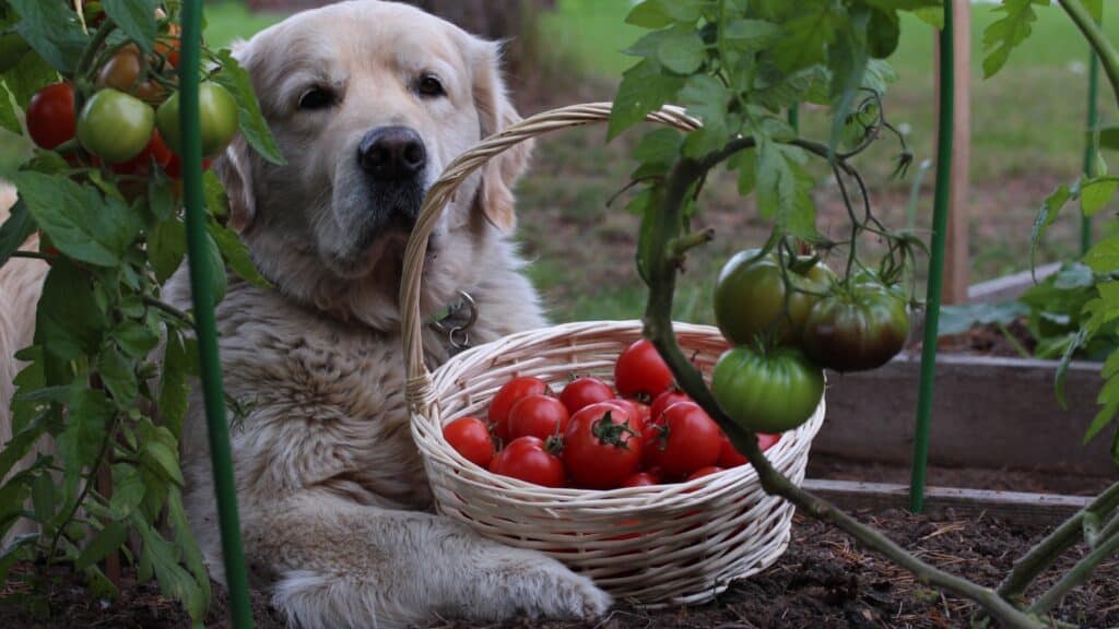 dog in garden.