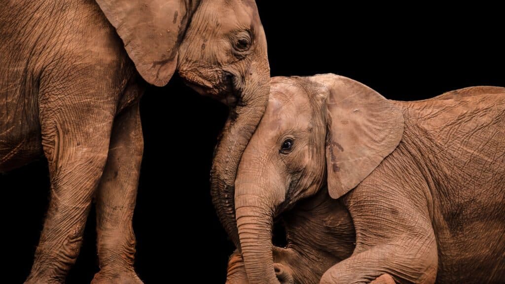 elephants nudging. touching.