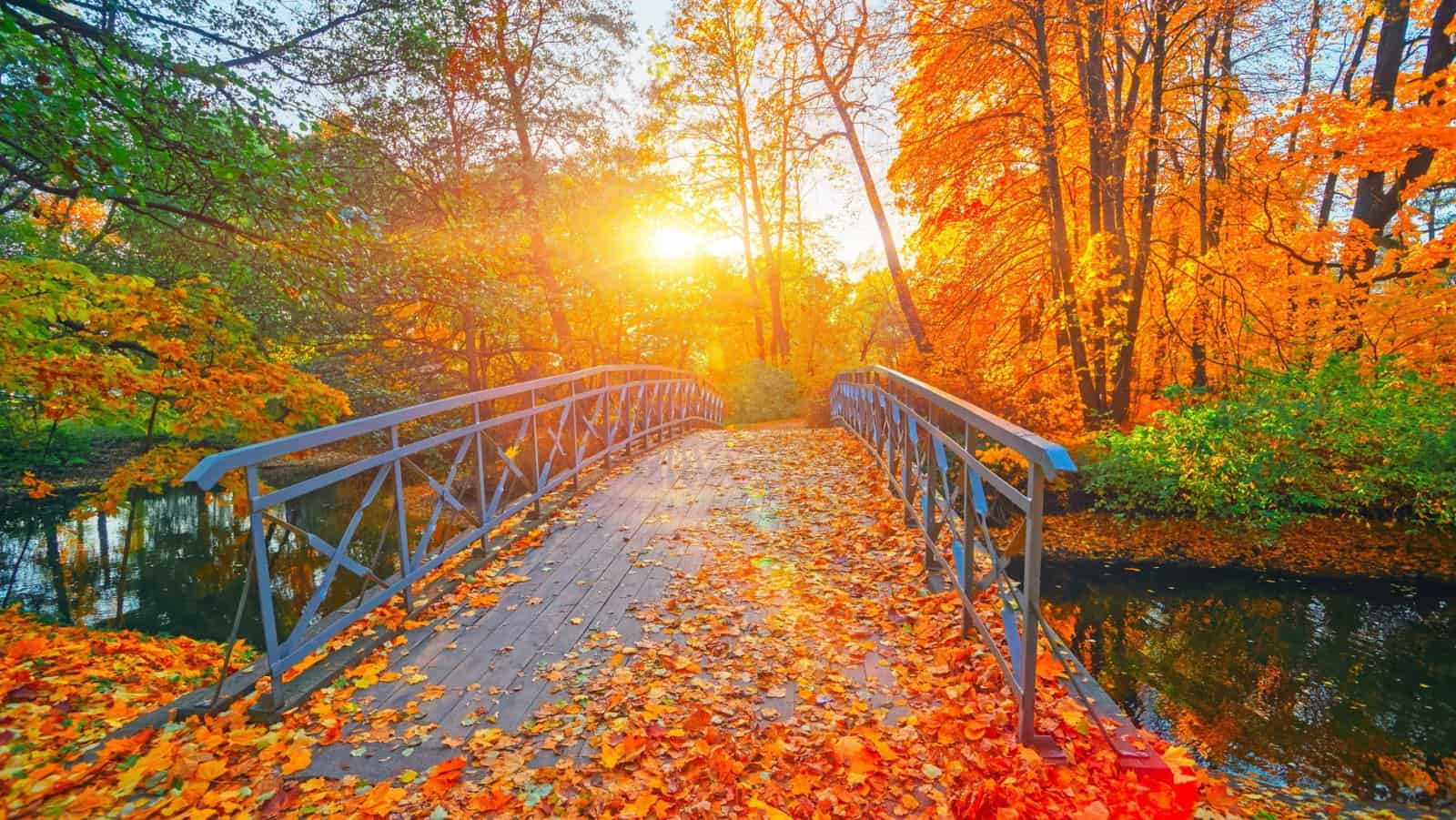 massachusetts fall foliage.