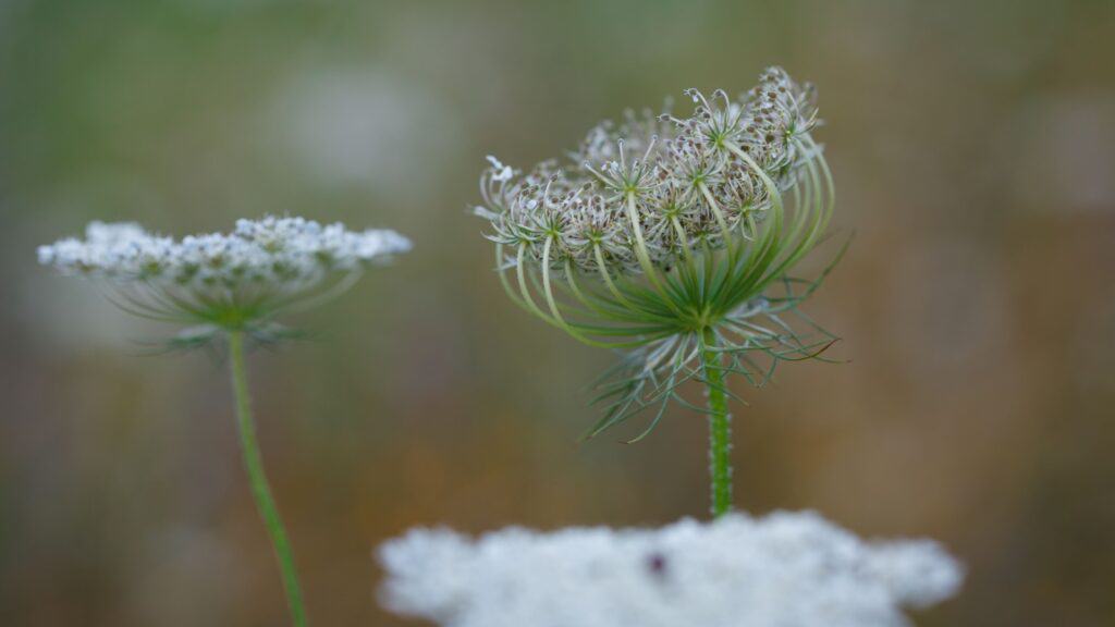 queen anne's lace. 