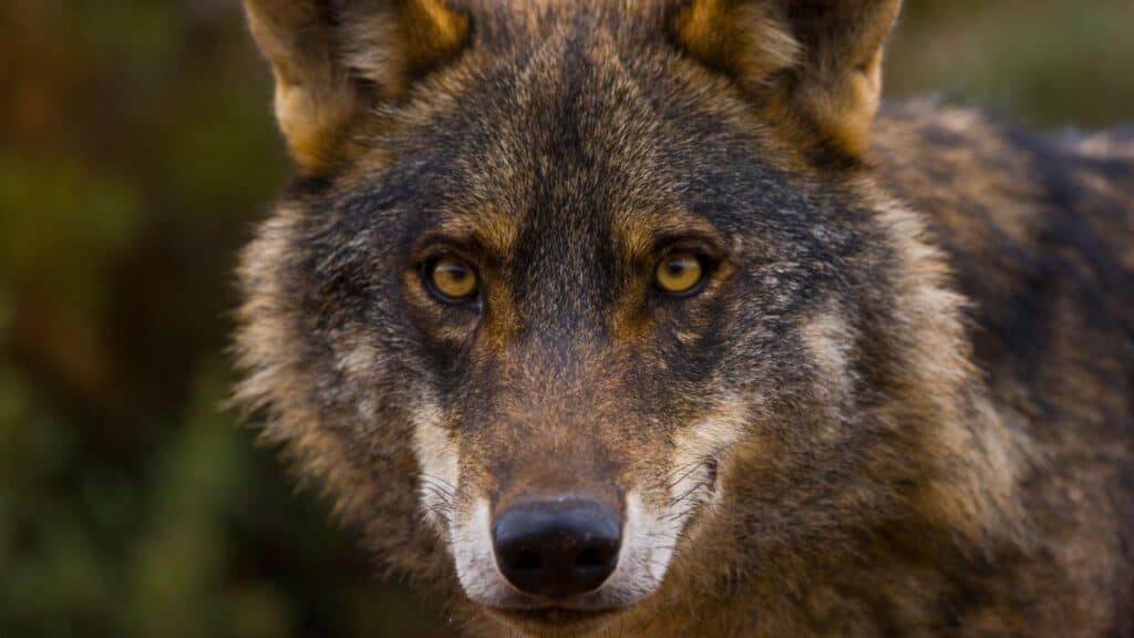 wolf.