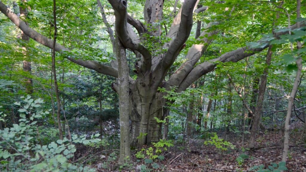 American Beech (Fagus grandifolia). 