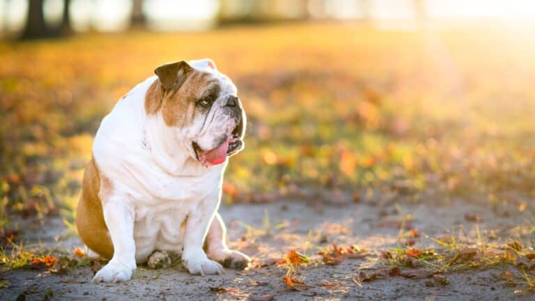 Bulldog panting.