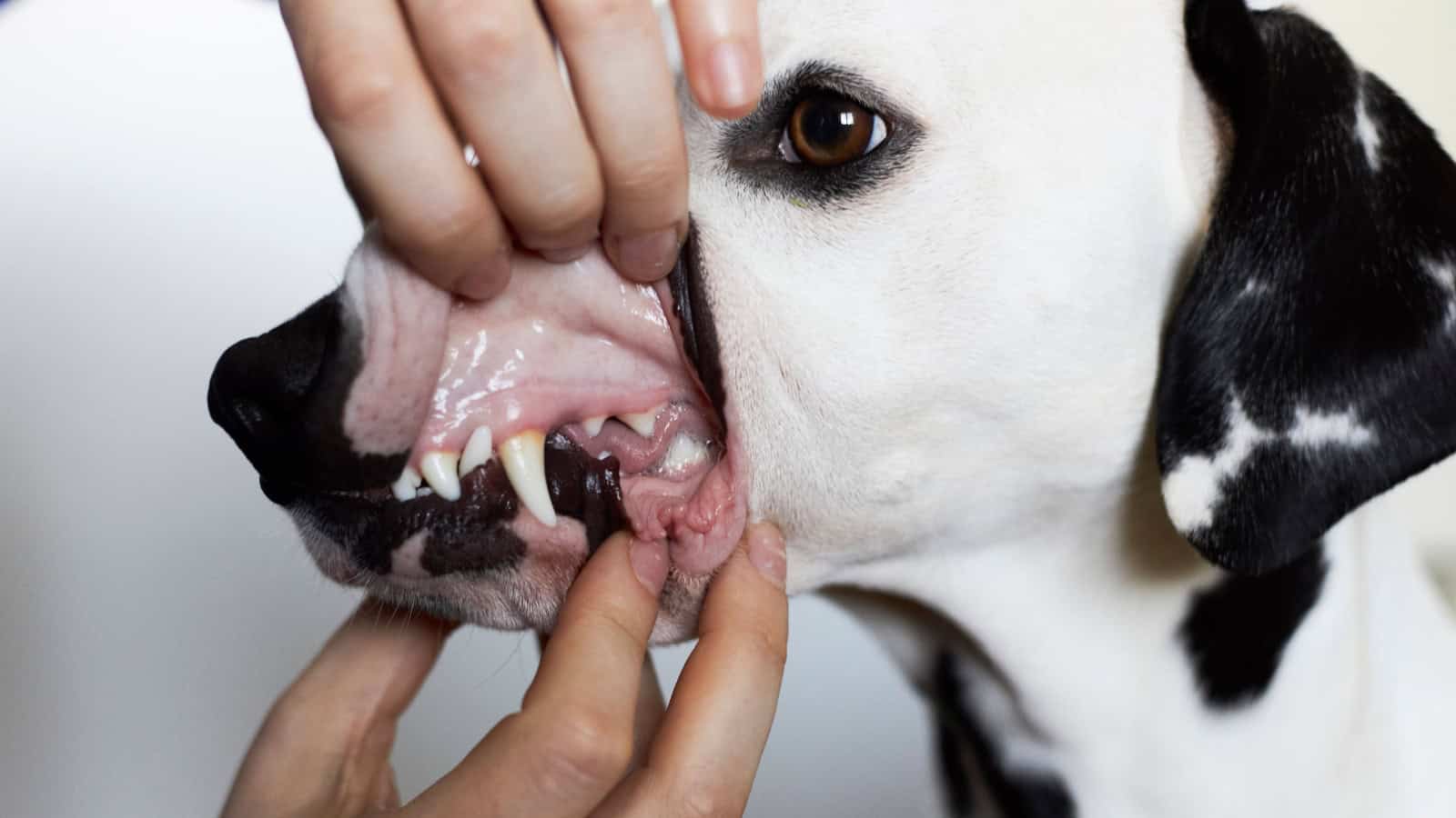 How to Protect Your Dog from Heat Stroke This Summer and What NOT To Do ...