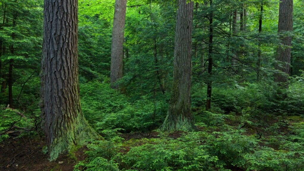 Eastern Hemlock (Tsuga canadensis). 