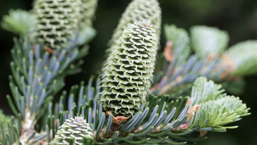 Fraser Fir (Abies fraseri). 