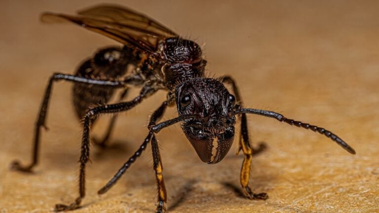 bullet ant