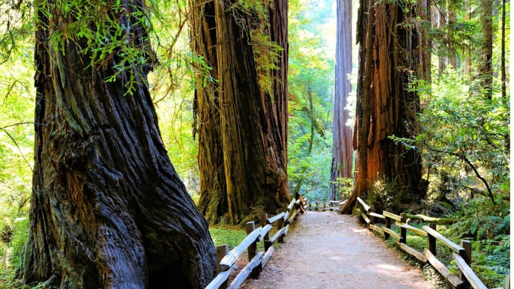 Redwoods. 