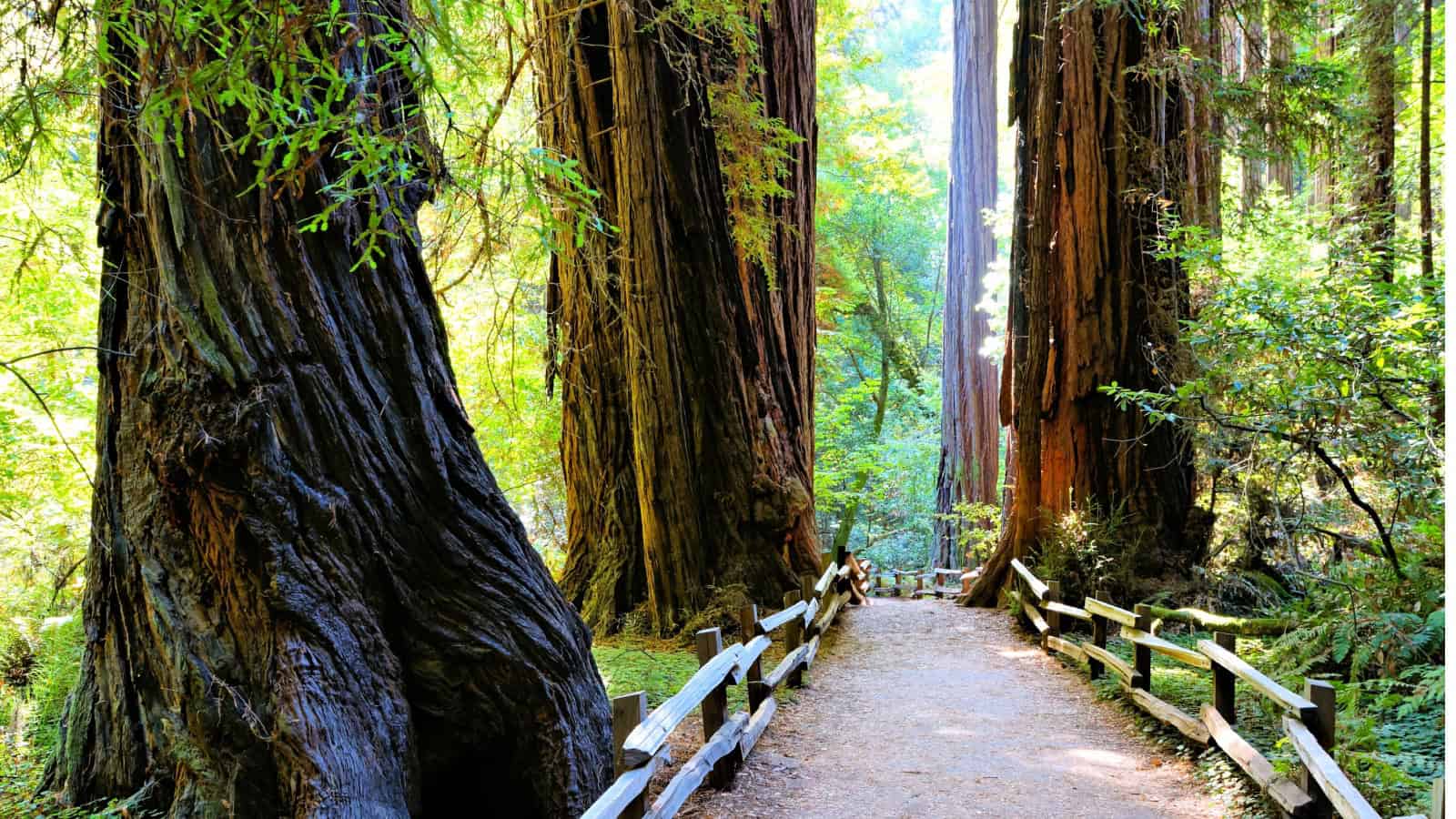 Redwoods.