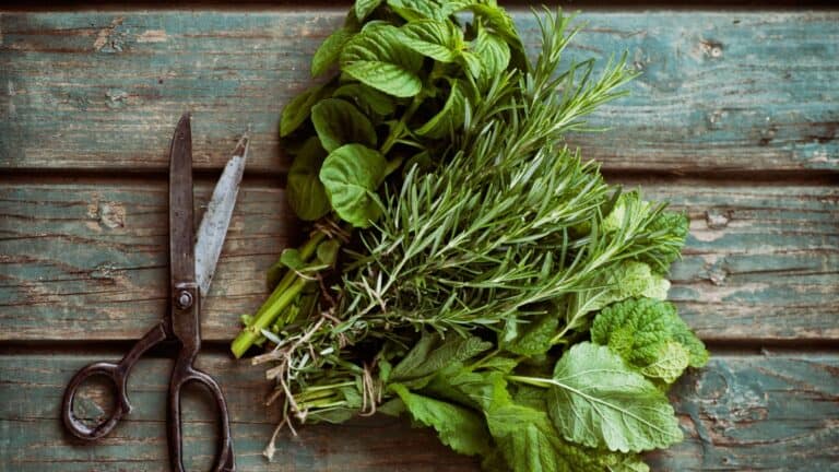 Fresh herbs.