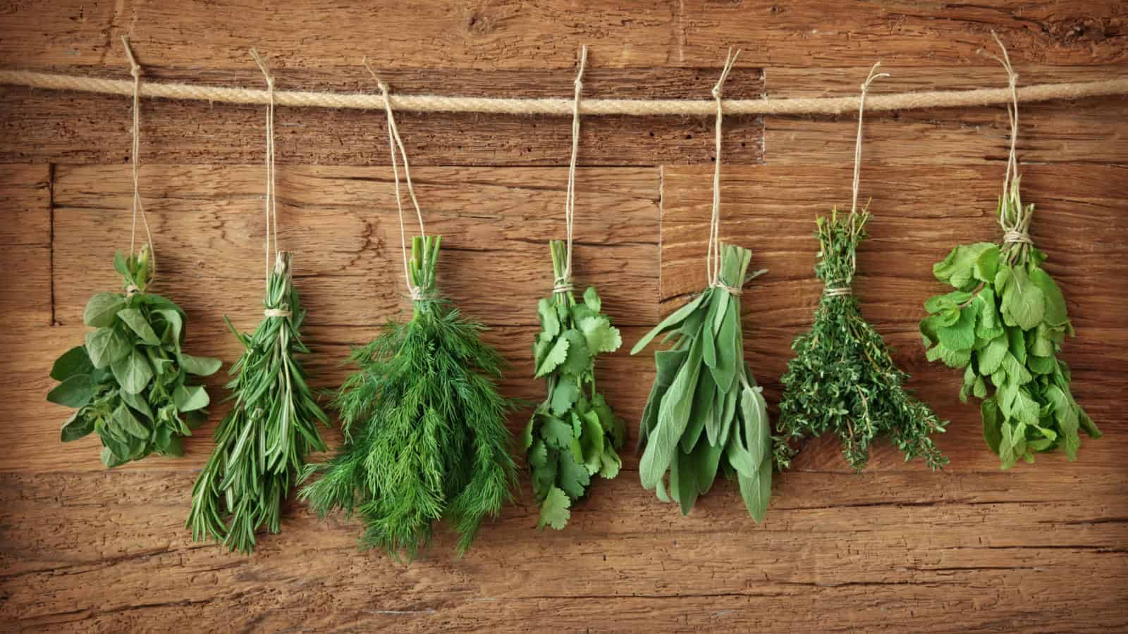 Herbs bundled.