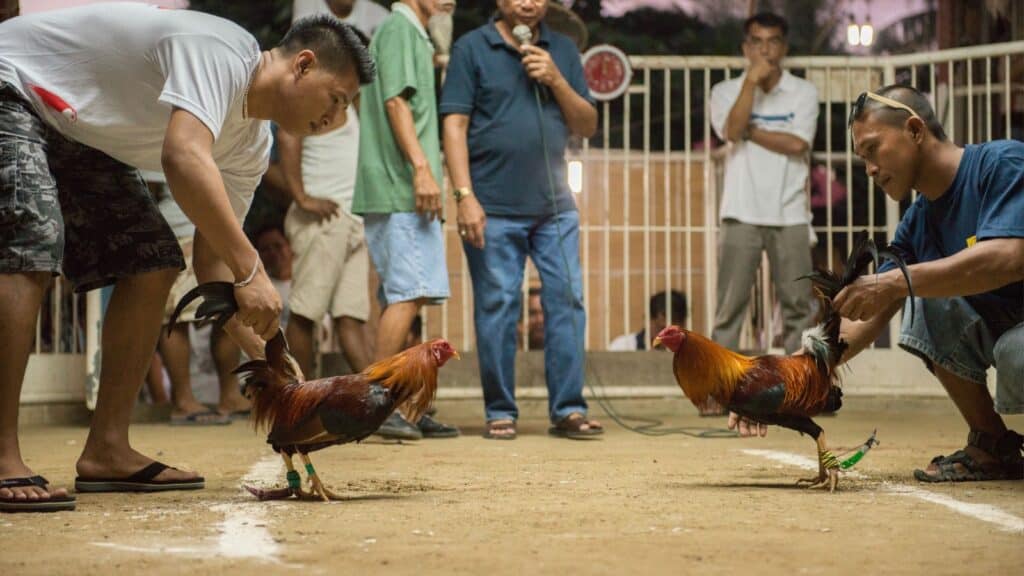 Cock fighting.