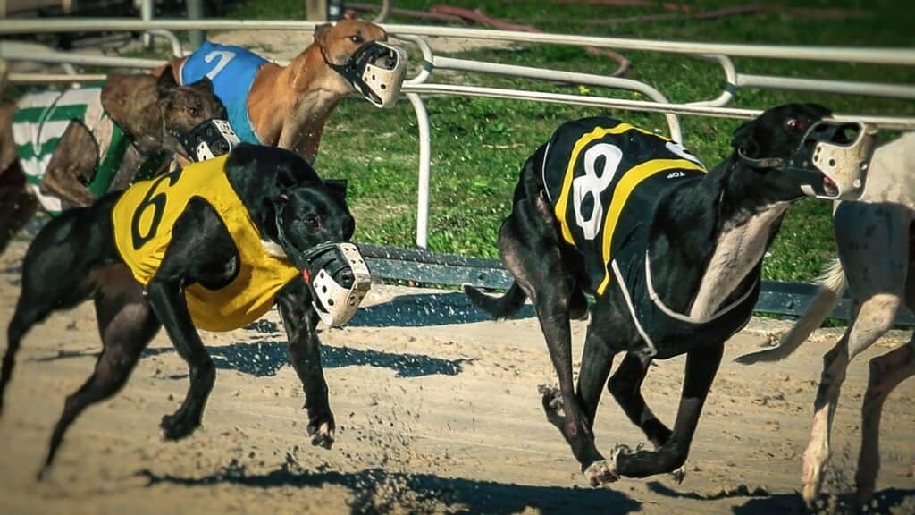dog racing.