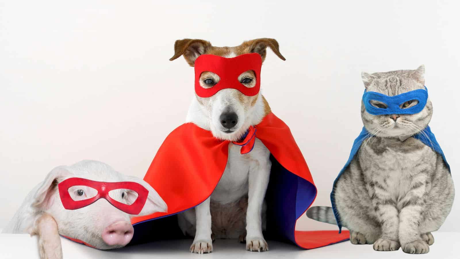 superhero pig, dog and cat