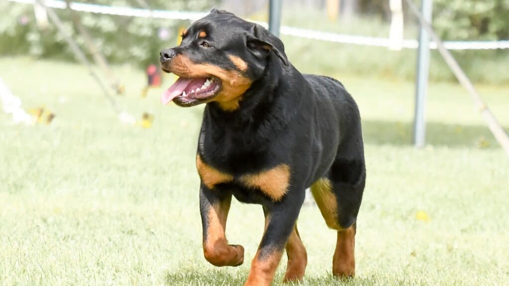 Rottweiler.