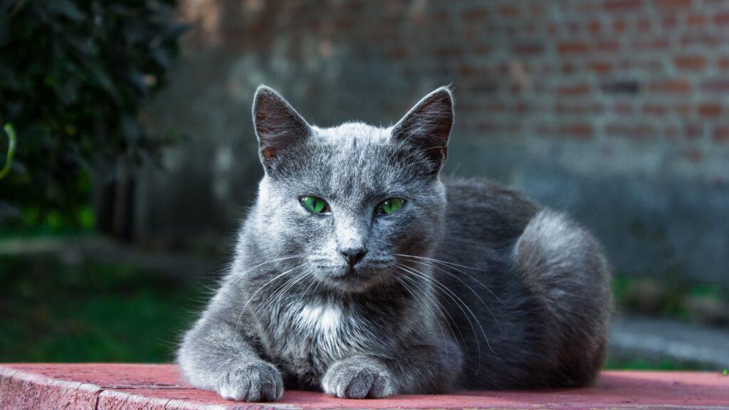russian blue cat.