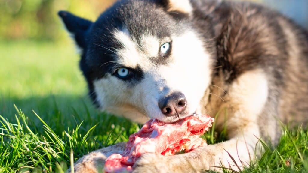 dog eating bone.