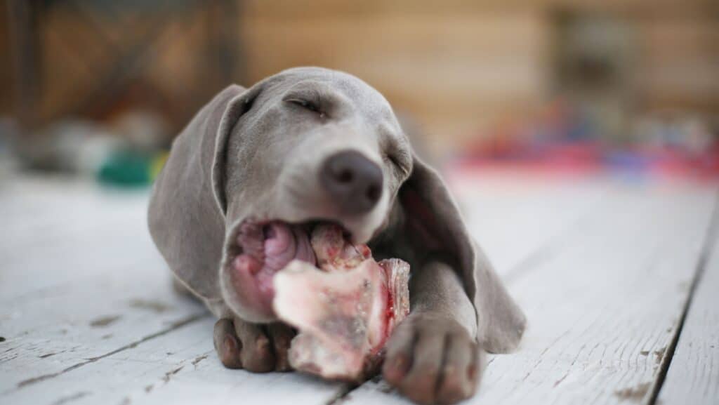 dog eating bone.