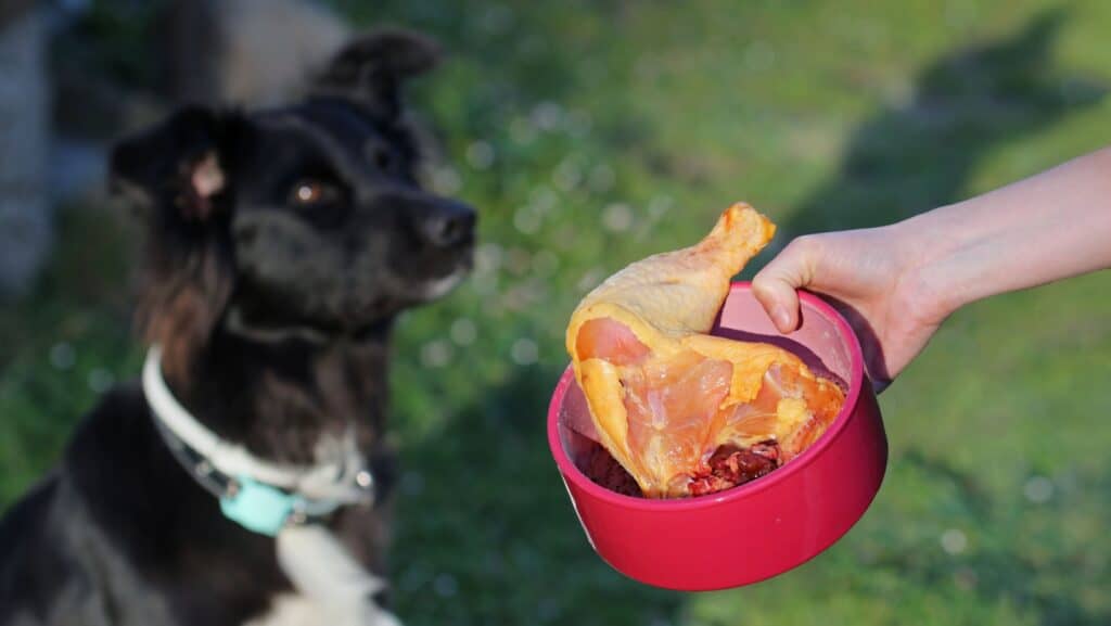 dog getting fed.