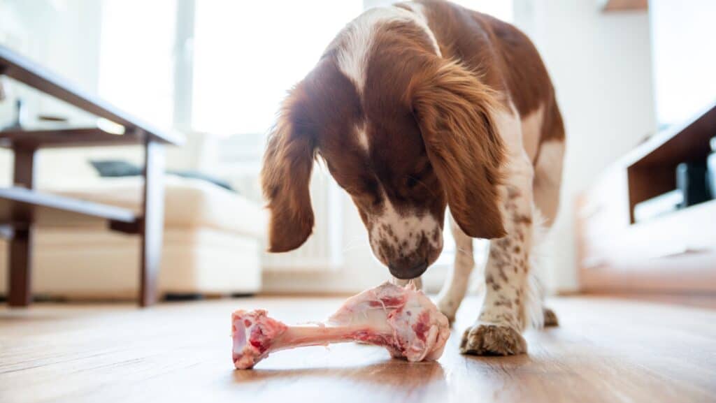 dog with bone.