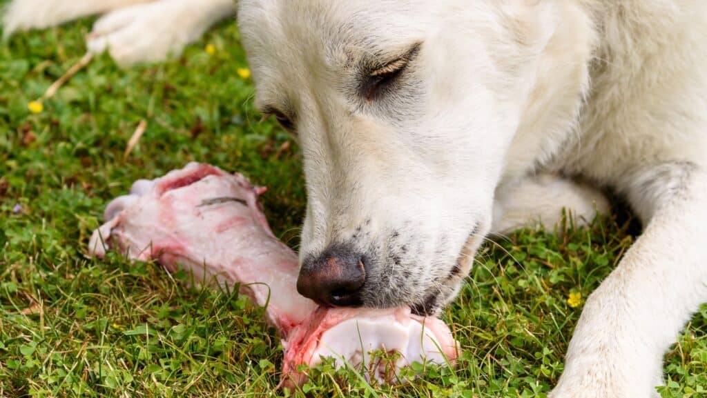 dog with bone.