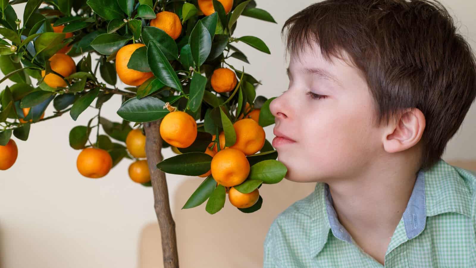 Citrus tree.