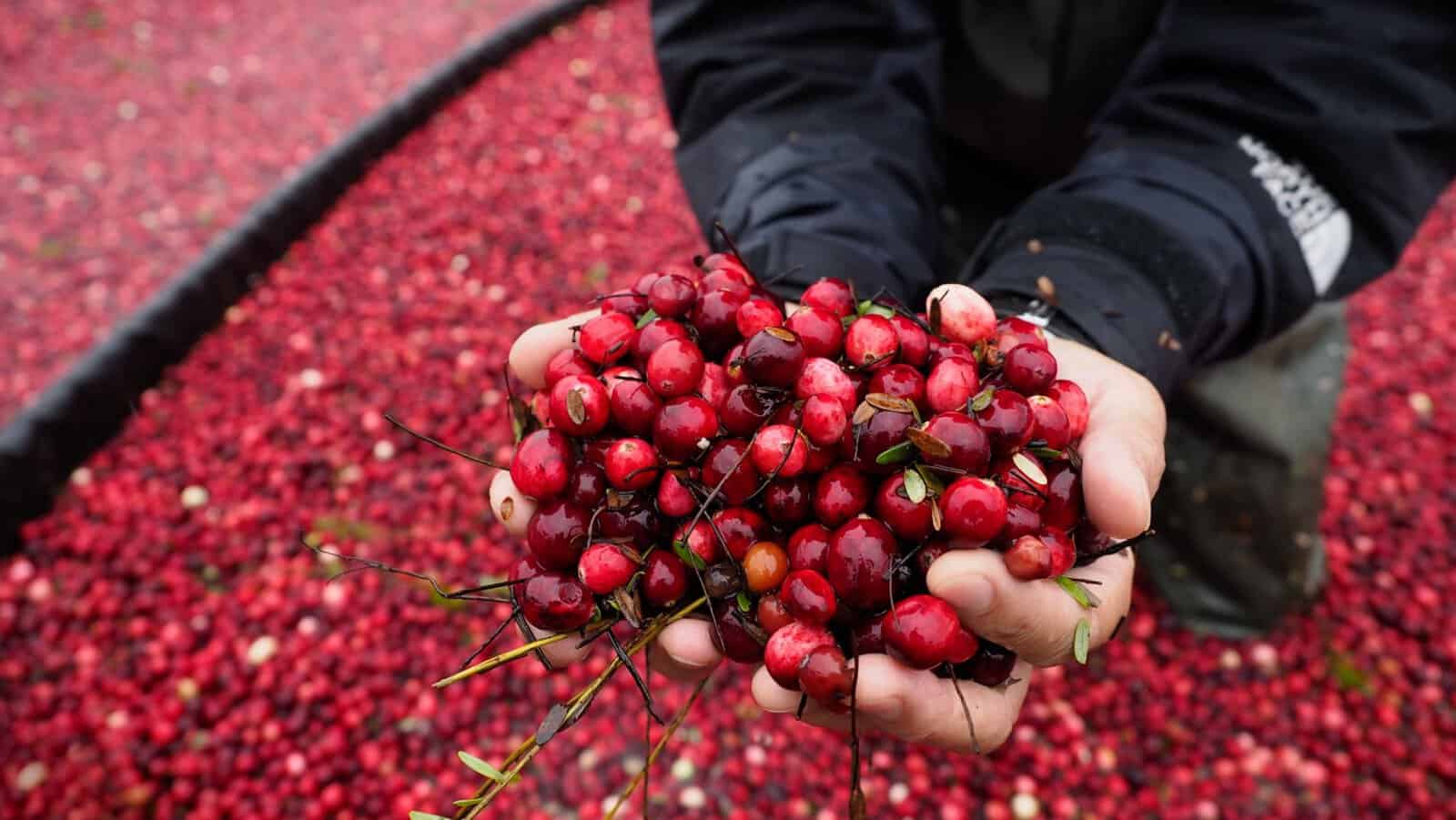 Cranberry bog.