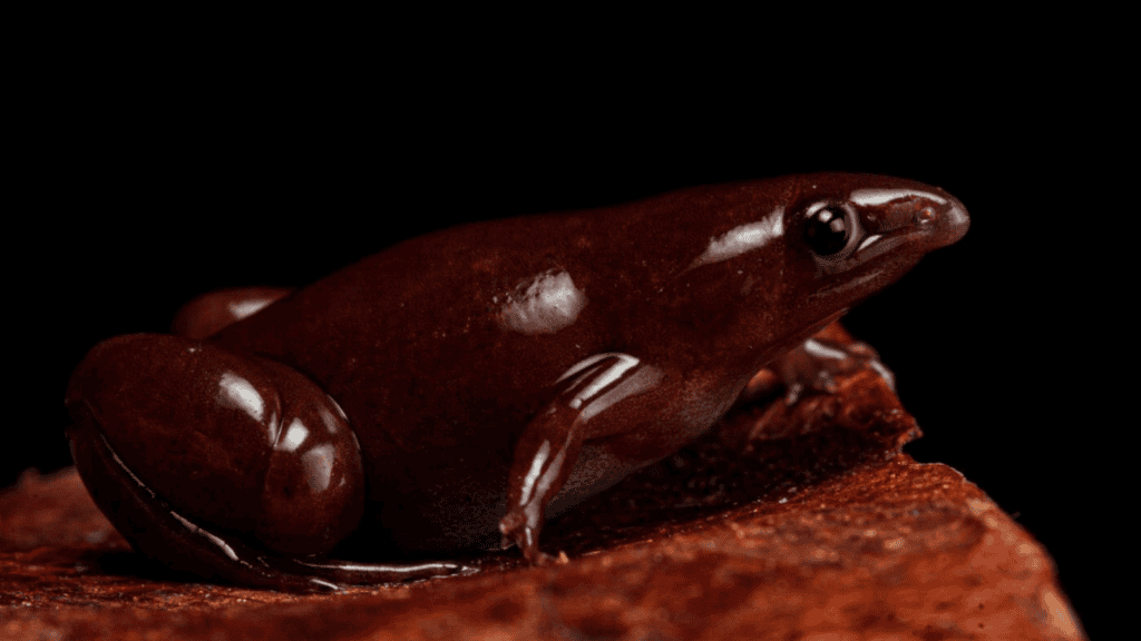 Tapir Frog.