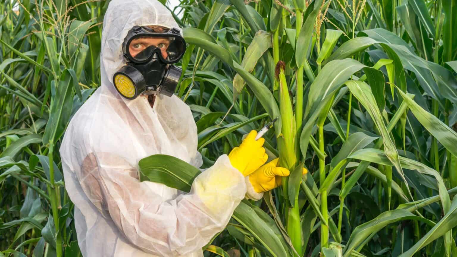 Are GMO Foods a Health Risk? How Can You Tell If Something is GMO ...