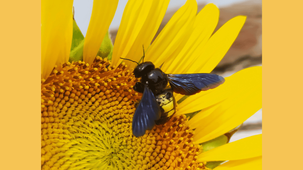 Giant Bee.