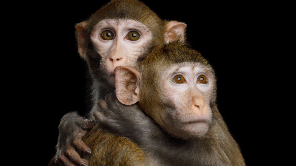 Monkeys. 