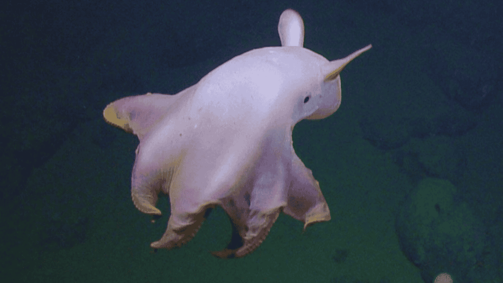 The Emperor Dumbo Octopus.