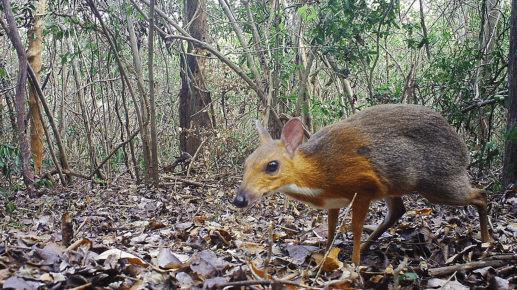 The Silver-backed Chevrotain.