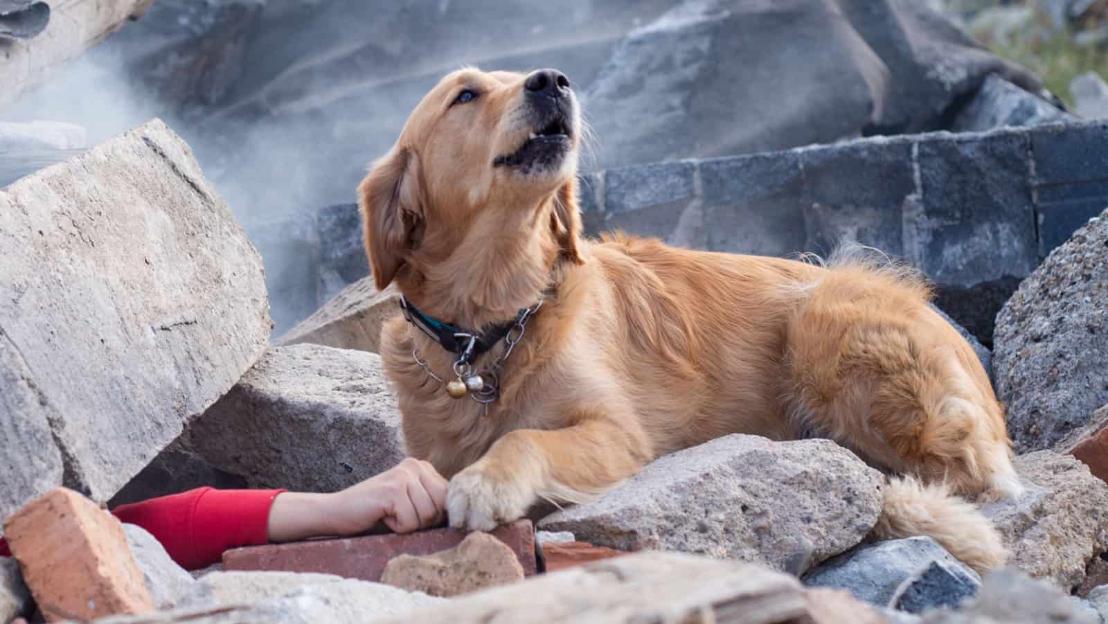 search and rescue SAR dog.