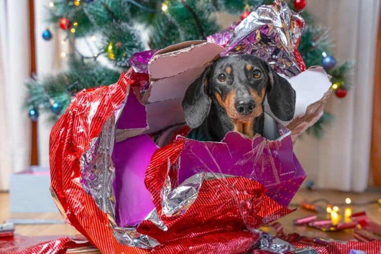 Lovely,Dachshund,Dog,In,A,Knitted,Sweater,Sits,Under,A