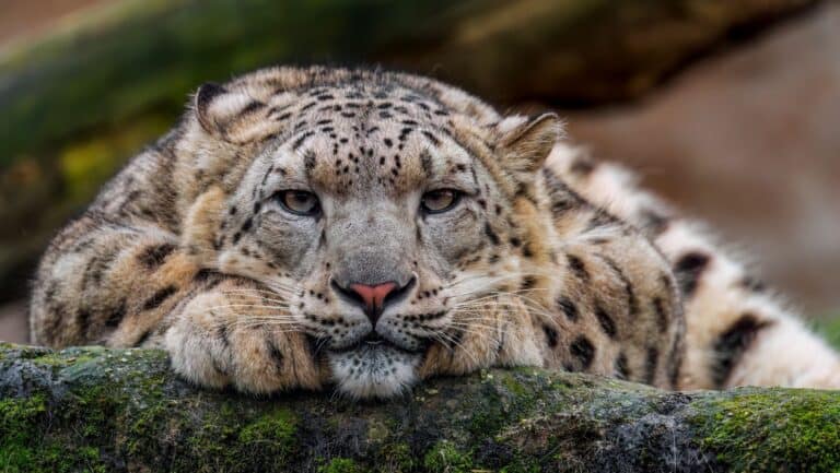 snow leopard.