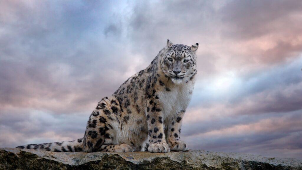 snow leopard. 
