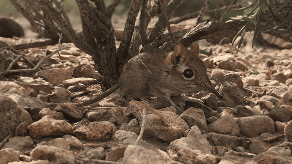 somali-sengi-steven heritage