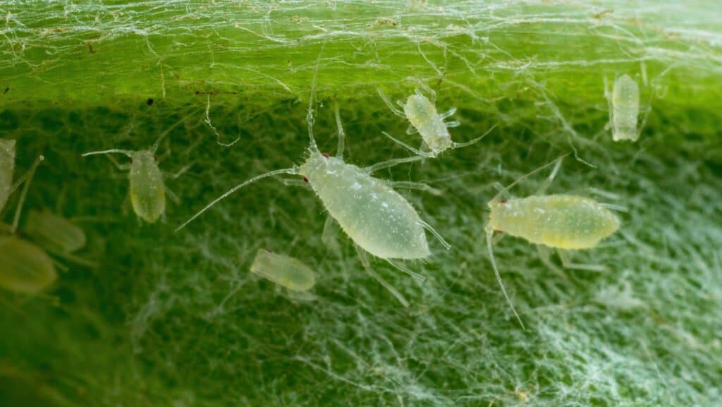 Aphids.